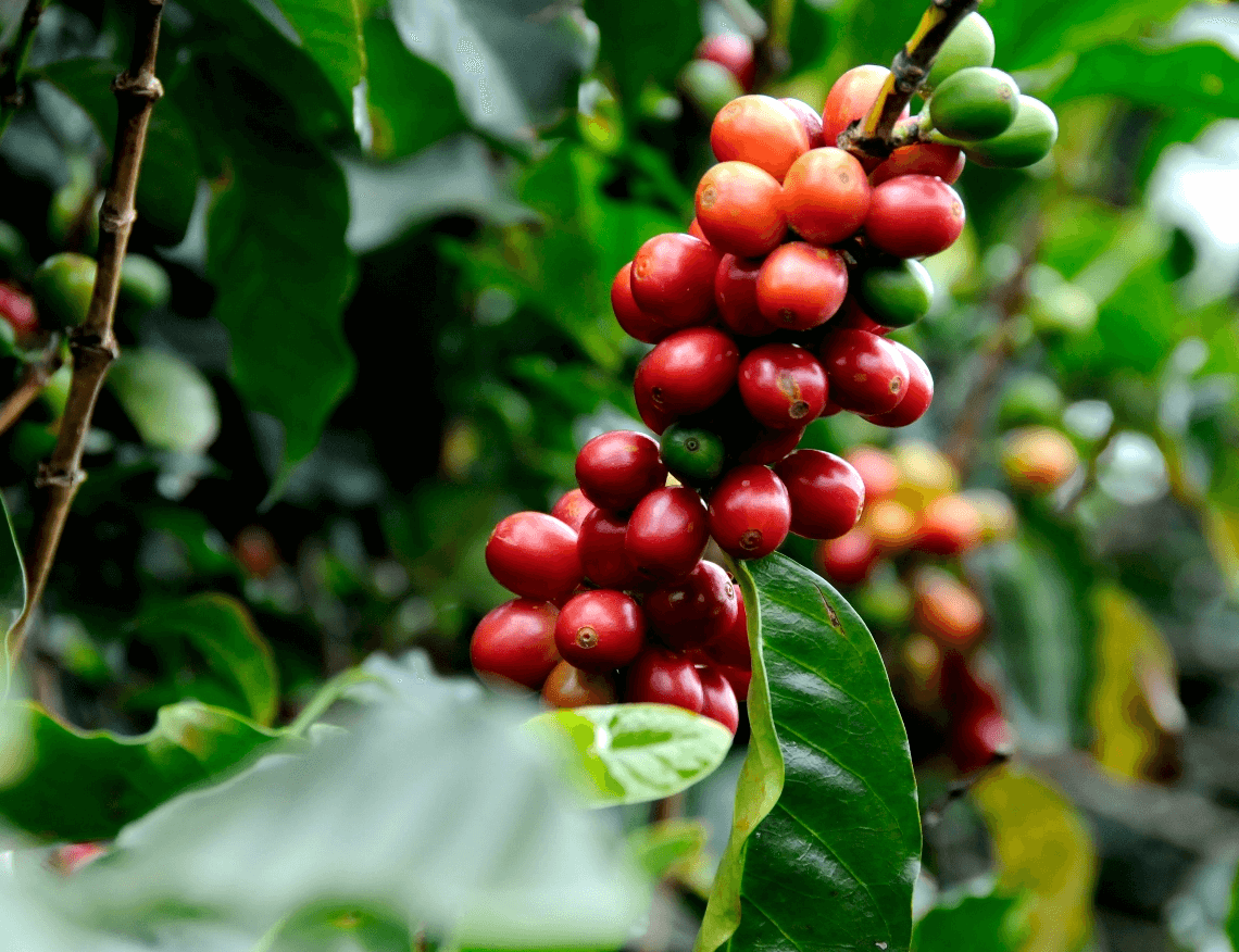 ハニーおやじイラスト