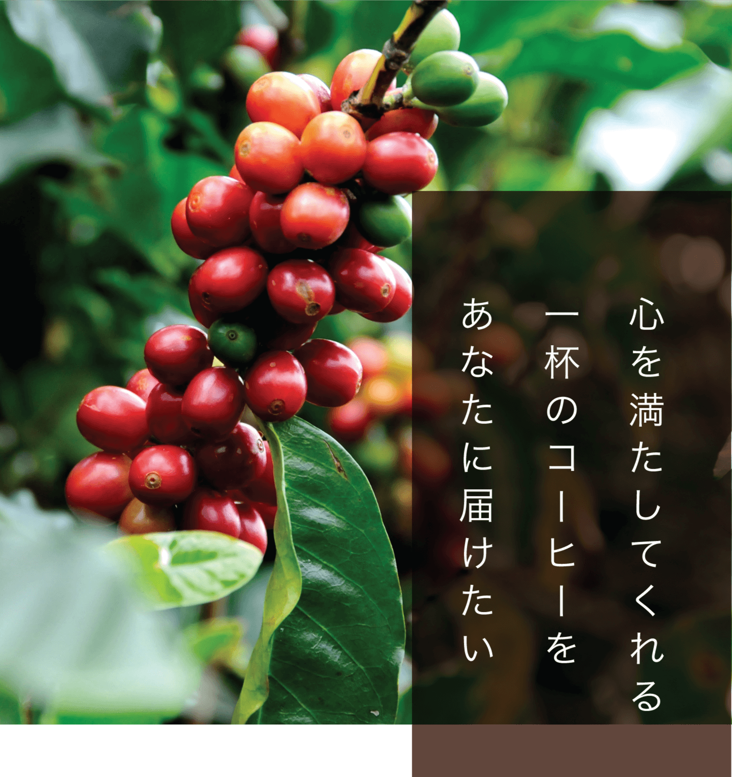 ハニーおやじイラスト